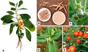 Withania Somnifera